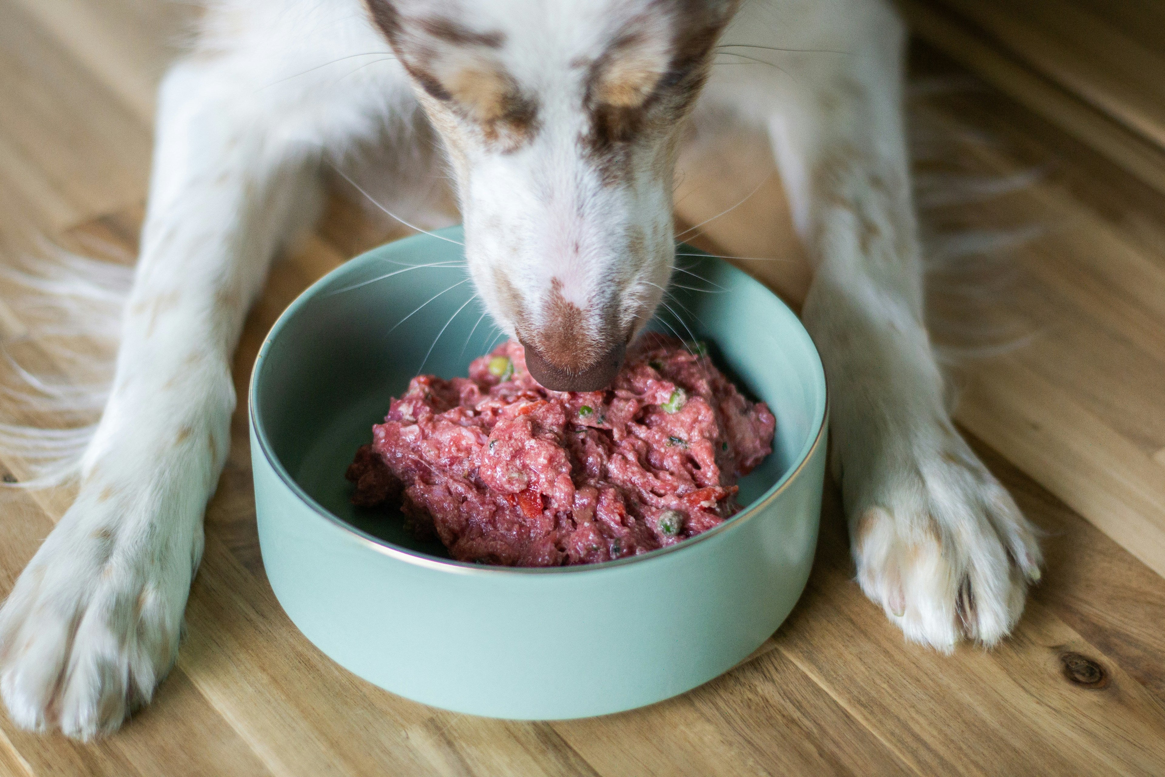 Feeding & Bowls