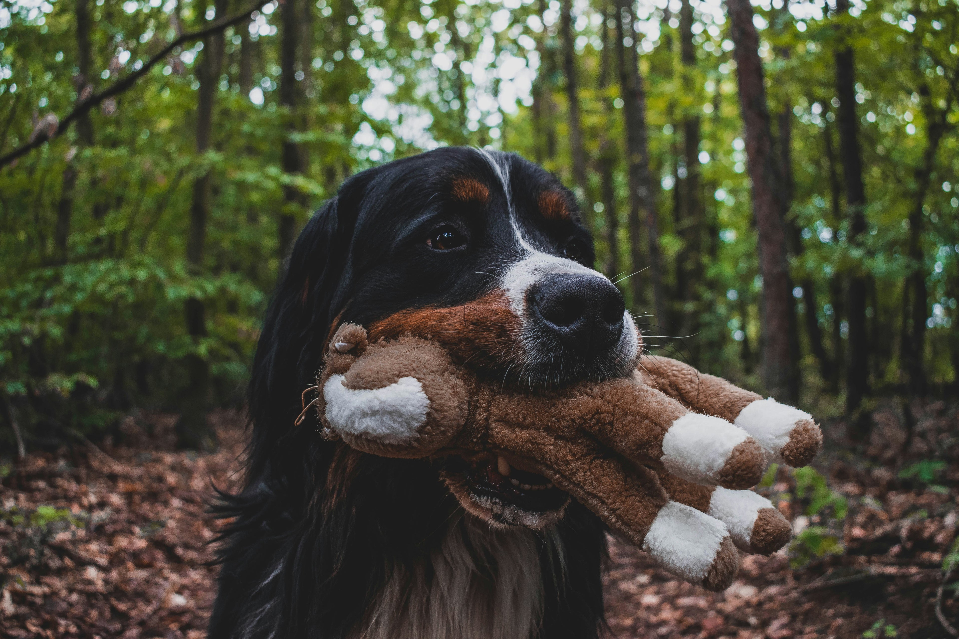 Plush & Interactive Toys
