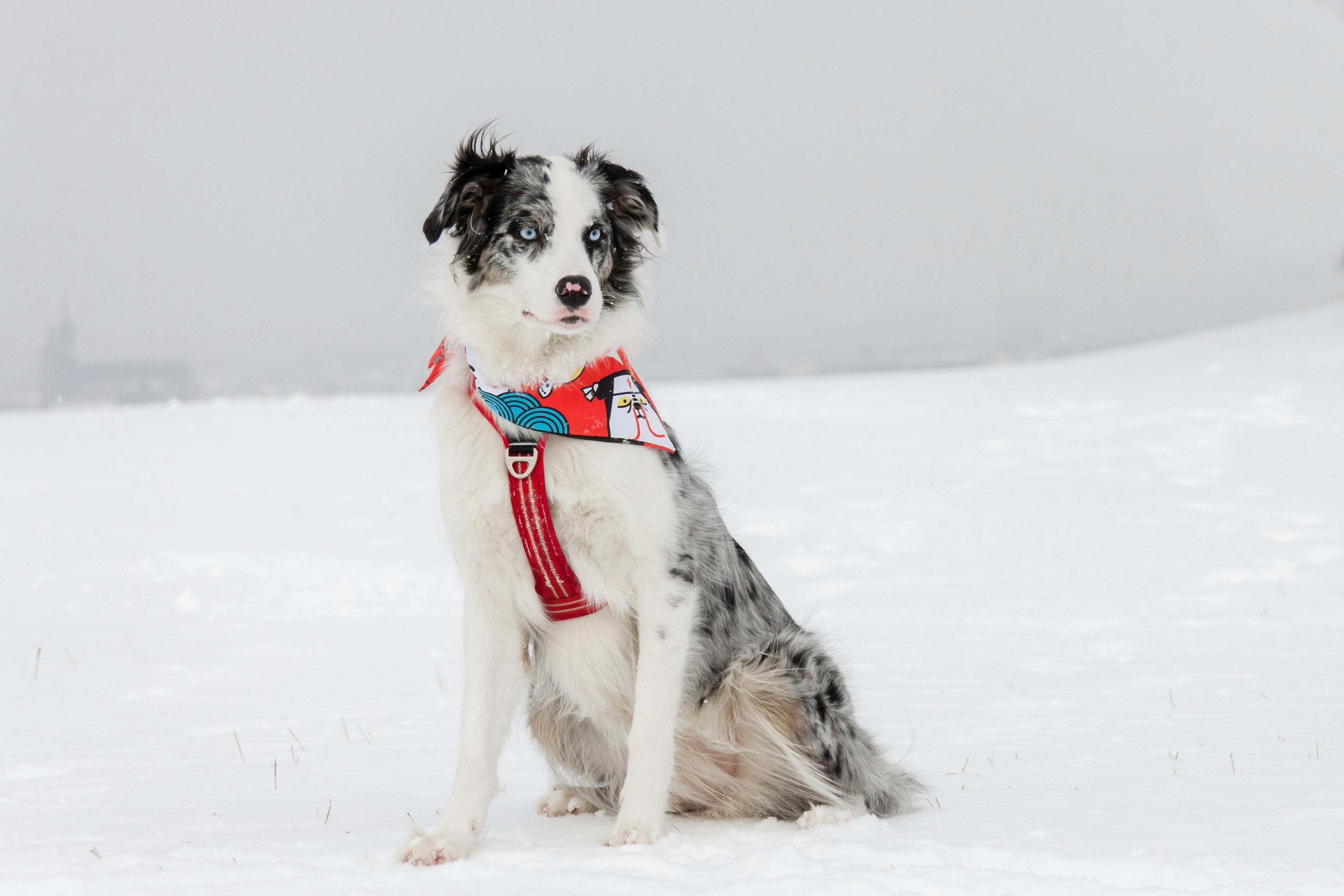 Collars & Harnesses